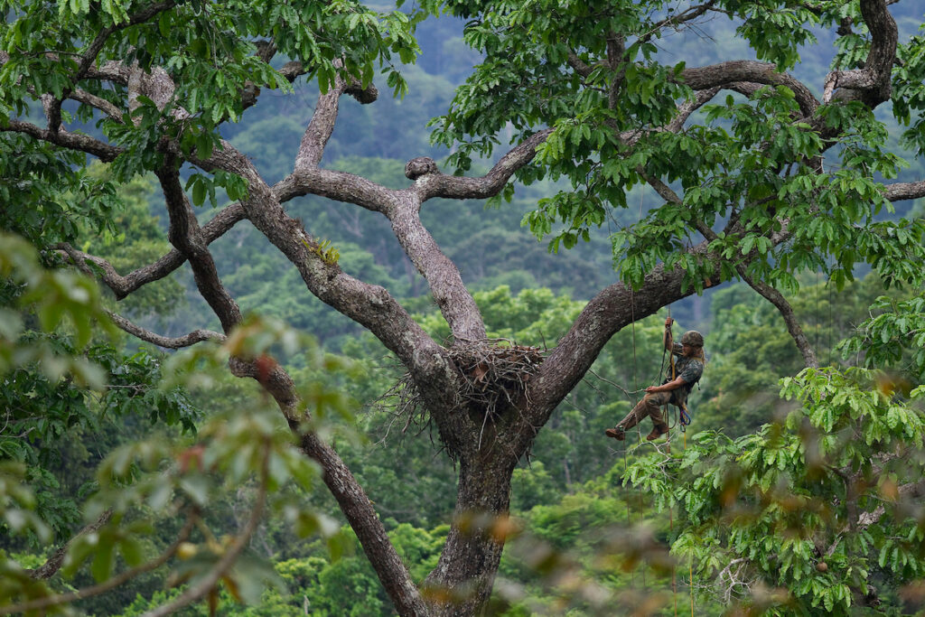 Projeto Harpia: ninho de gavião-real em árvore gigante na Floresta Nacional de Carajás