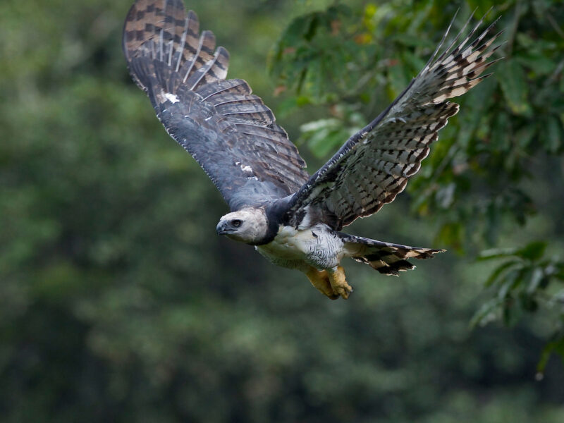 Projeto Harpia: gavião-real em voo na Floresta Nacional de Carajás (PA)