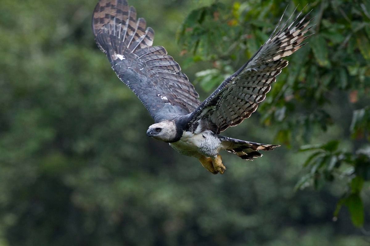 Projeto Harpia: gavião-real em voo na Floresta Nacional de Carajás (PA)