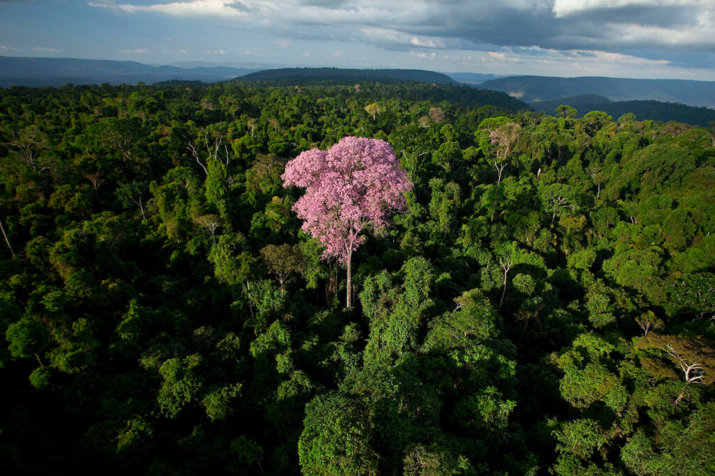 Projeto Harpia: ipê-rosa florido em meio à Floresta Nacional de Carajás, vista do alto