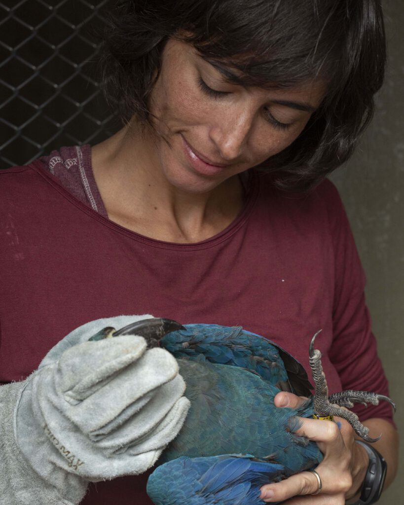 Pesquisadora examina arara-azul-de-lear com luvas de proteção