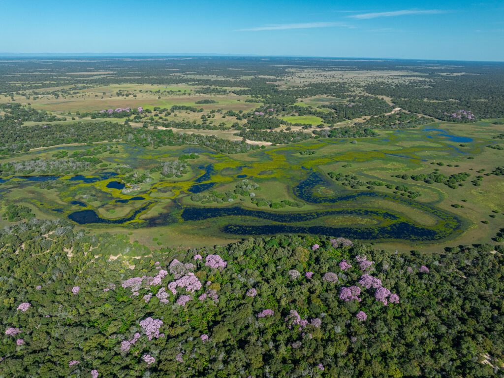 ANTA – O filme: vista aérea do Pantanal com ipês-roxos floridos
