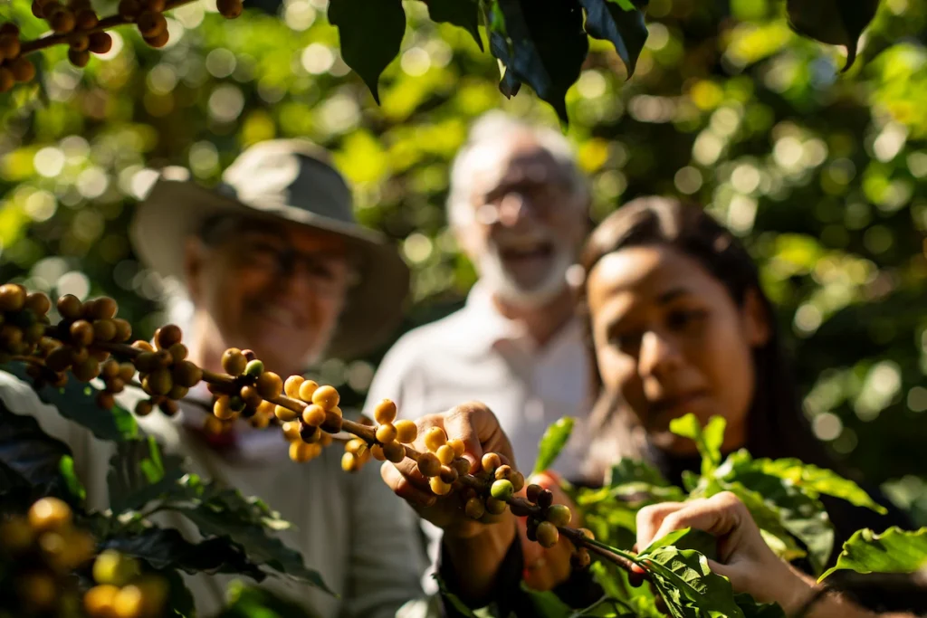 Sebrae Origem e Experiências Turísticas: família colhe café maduro no pé