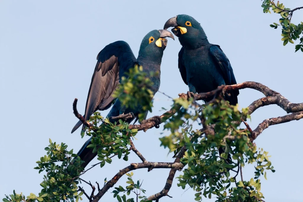 Jardins da Arara de Lear: casal de araras-azuis-de-lear em galho