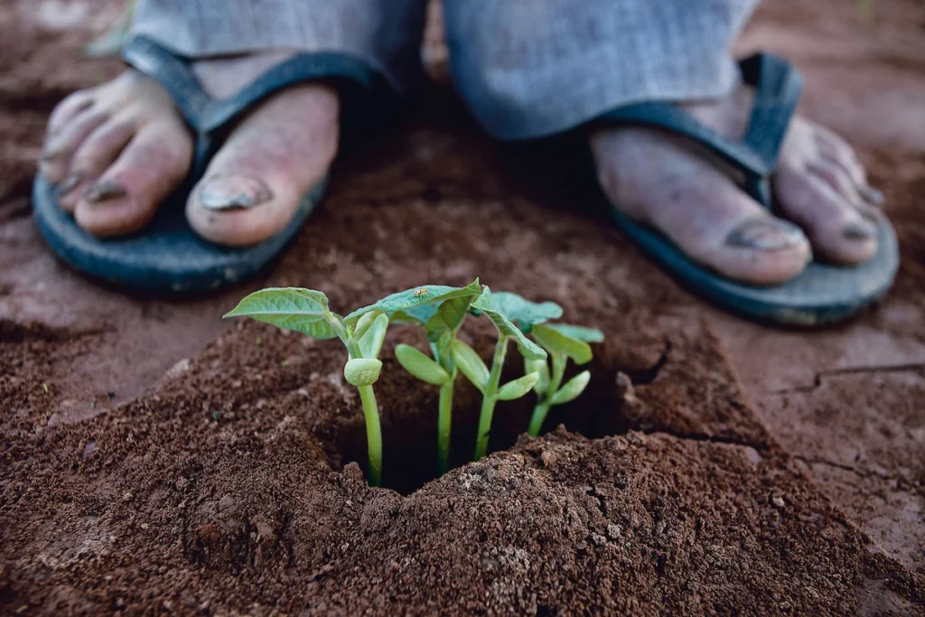 Os Chicos: pés de chinelo ao lado de broto de planta na terra