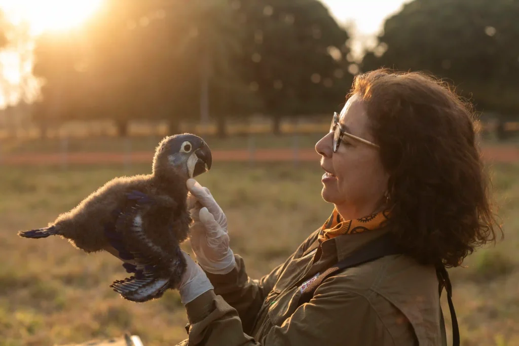 Mulheres na Conservação: pesquisadora segura filhote de arara ao pôr do sol