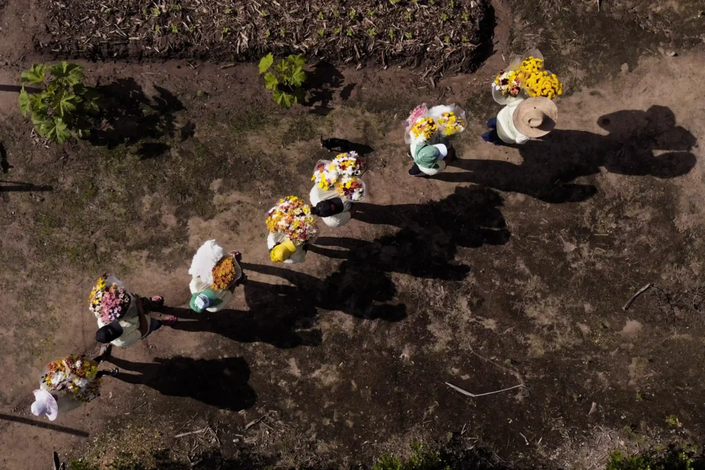 Retratos do Cooperativismo: vista aérea de mulheres carregando flores em fila