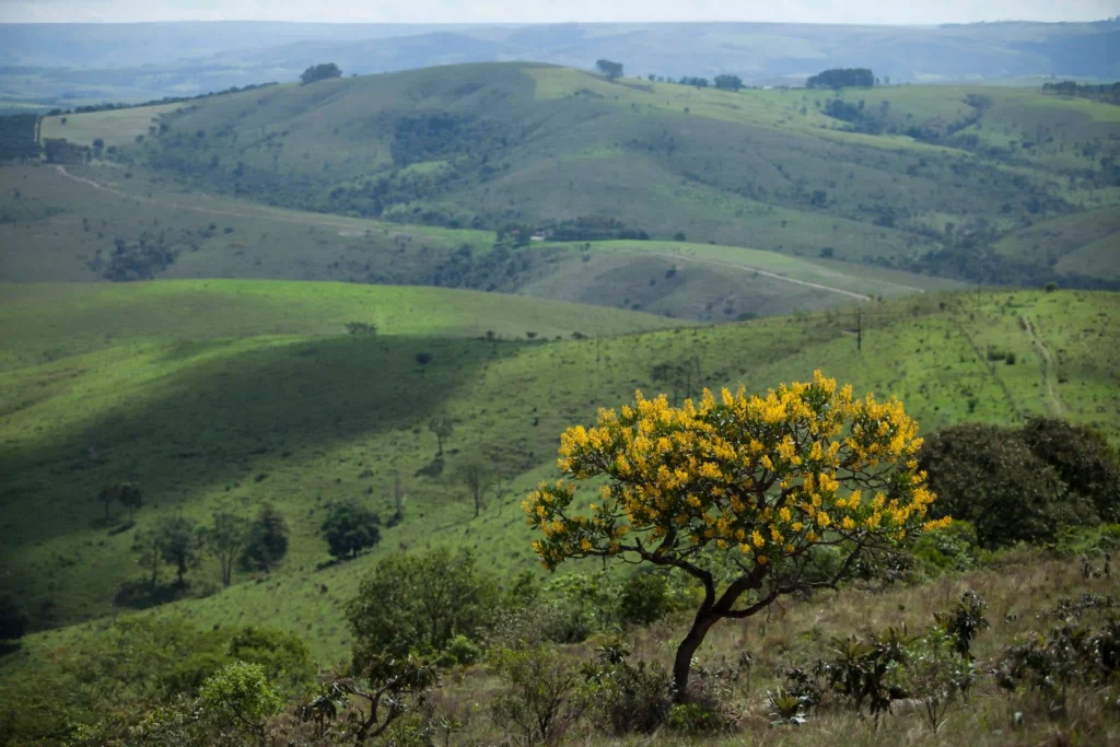 Queijo, Minas Gerais: paisagem de morros verdes com ipê amarelo florido