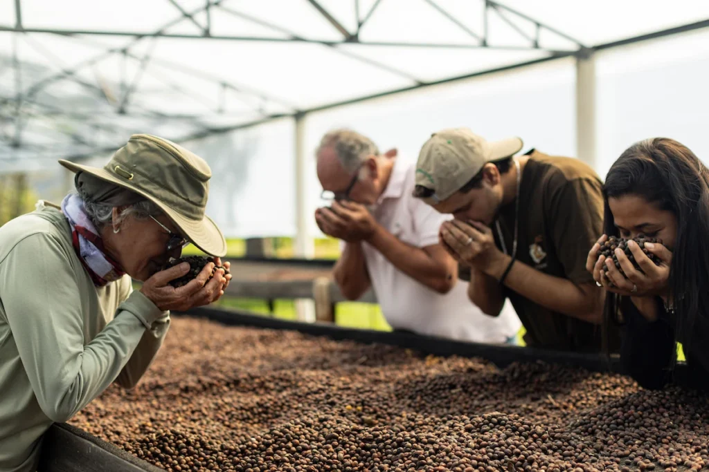 Sebrae Origem e Experiências Turísticas: visitantes sentem o aroma do café secando em terreiro