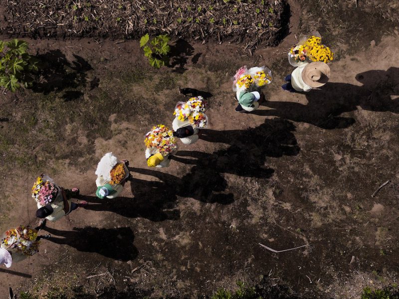 Cooperativas do Brasil: vista aérea de floricultores carregando flores em Pilões (PB)