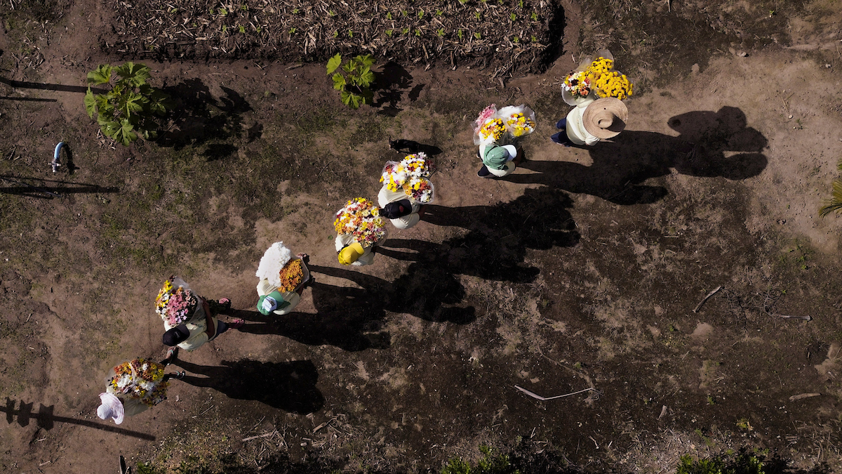 Cooperativas do Brasil: vista aérea de floricultores carregando flores em Pilões (PB)