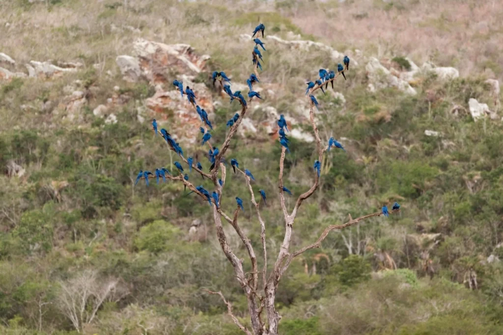 Jardins da Arara de Lear: bando de araras-azuis-de-lear pousado em árvore