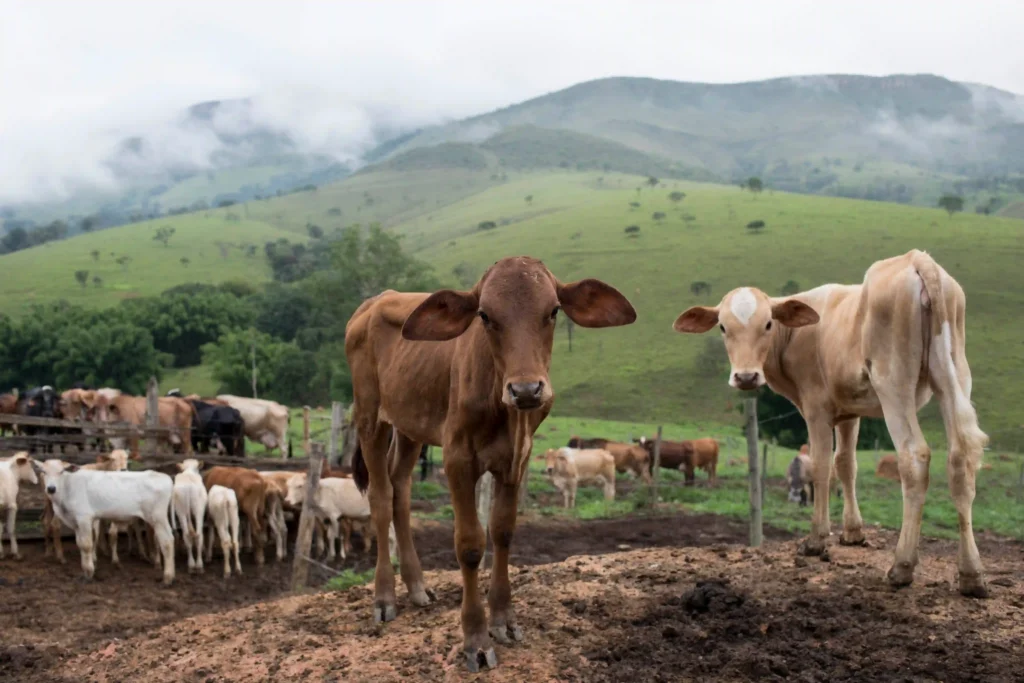 Queijo, Minas Gerais: bezerros e gado no curral com morros ao fundo