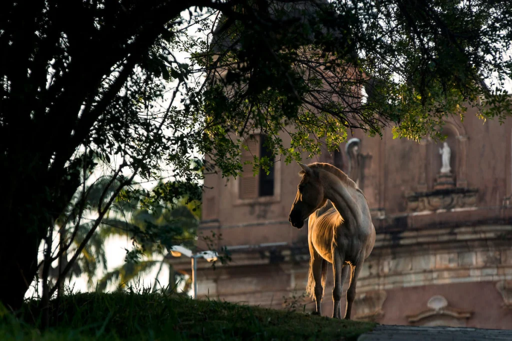 Tramas: cavalo branco diante de igreja antiga
