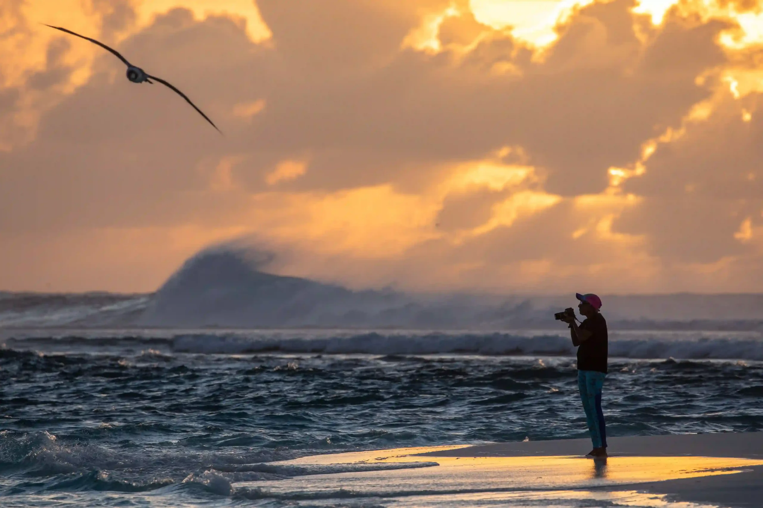 Mulheres na Conservação: pesquisadora fotografa aves marinhas na praia ao pôr do sol